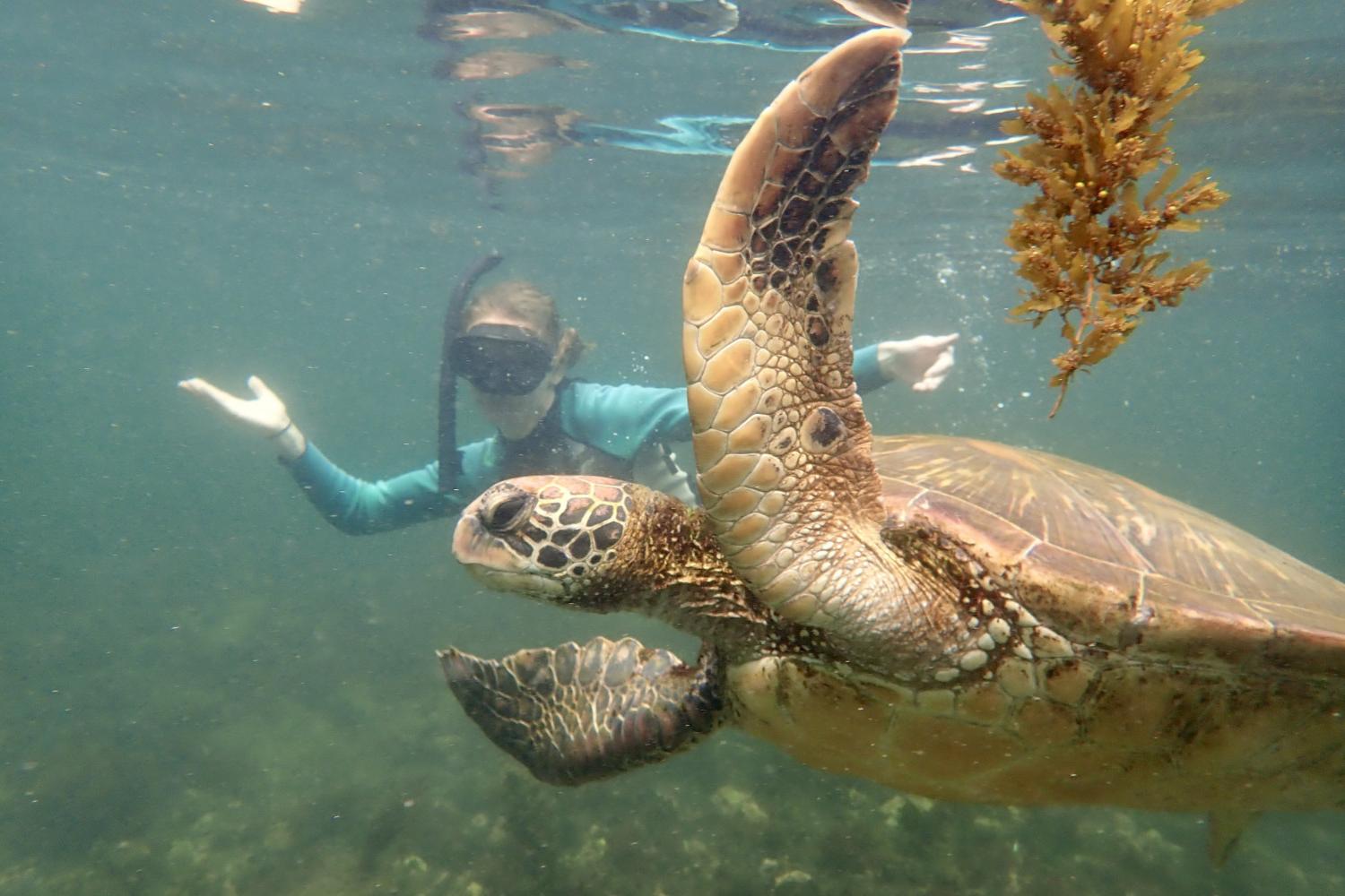 一名<a href='http://qqt.daves-studio.com'>bv伟德ios下载</a>学生在Galápagos群岛游学途中与一只巨龟游泳.